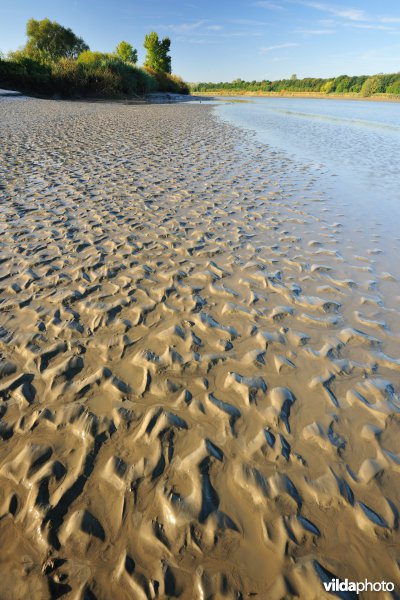 Zoetwaterschorren langs de Schelde