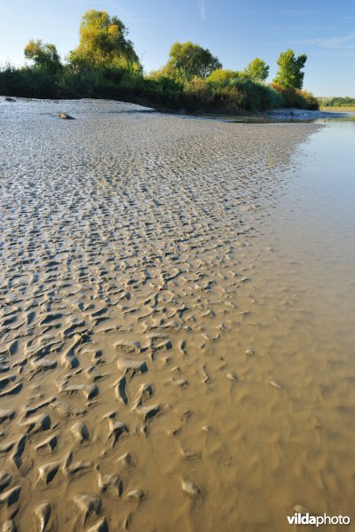 Zoetwaterschorren langs de Schelde