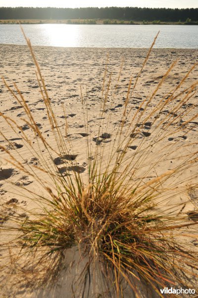 Lommelse Sahara
