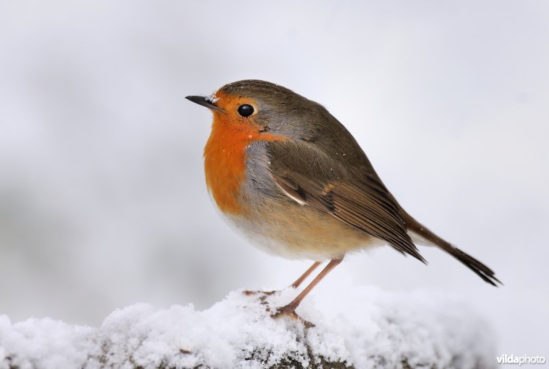 Roodborstje in de sneeuw