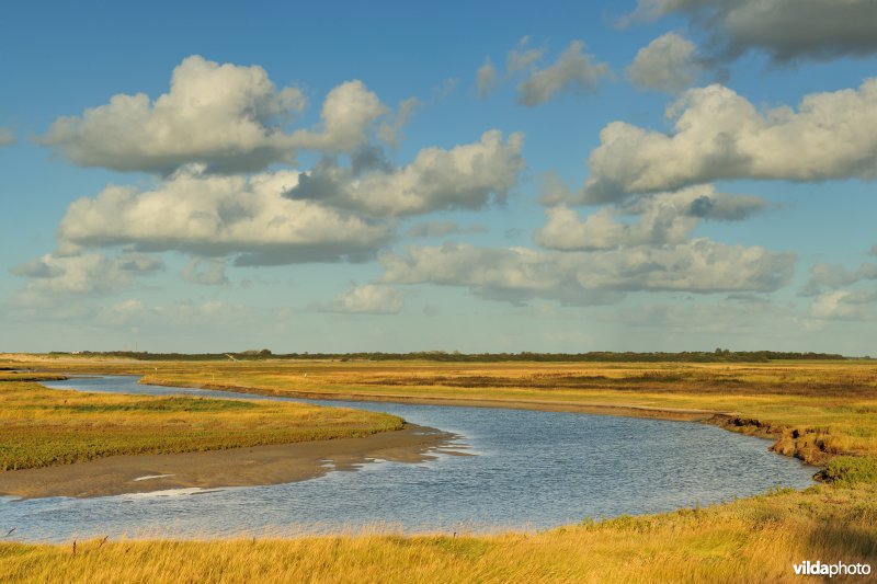 Het Zwin
