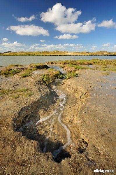 Getijdengeul in het Zwin