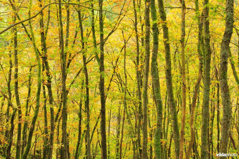 Vallei van de Ourthe