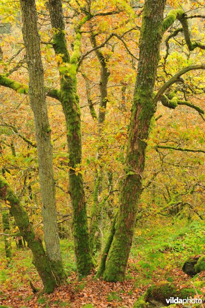 Vallei van de Ourthe