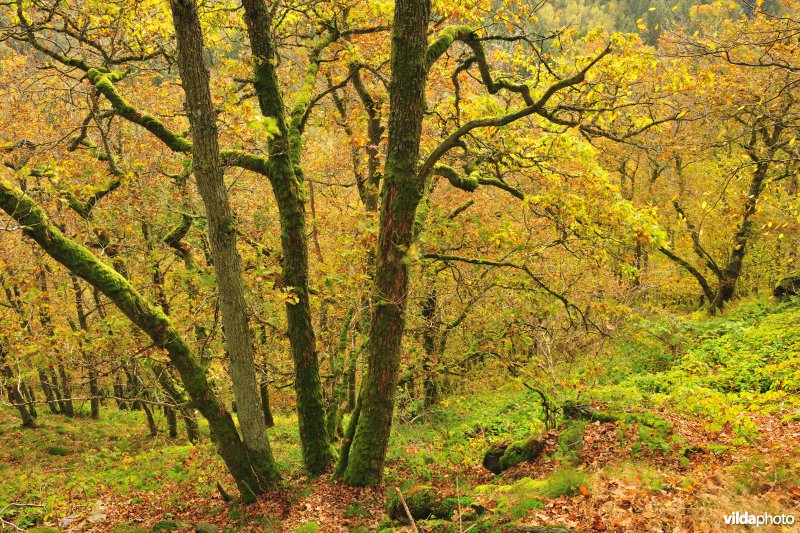 Vallei van de Ourthe