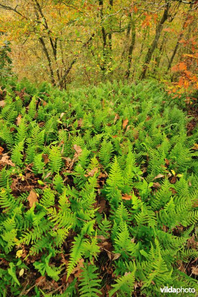 Vallei van de Ourthe