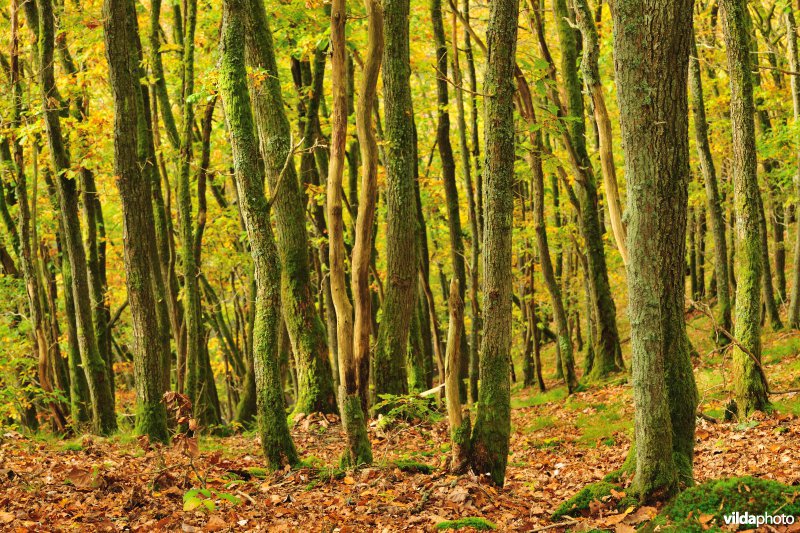 Vallei van de Ourthe