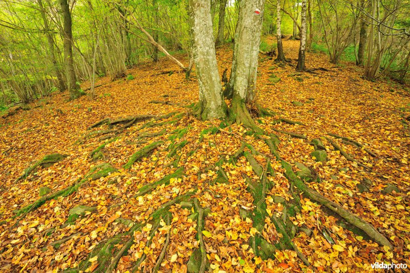 Vallei van de Ourthe