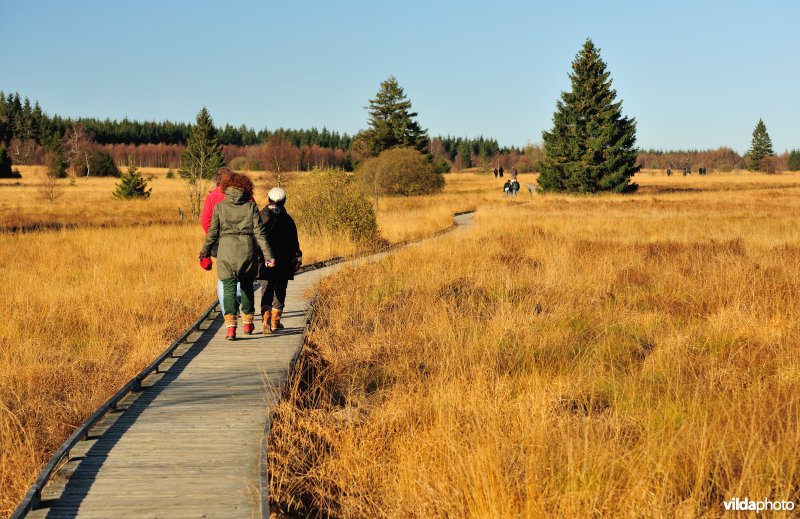 Wandelen in de Hoge Venen