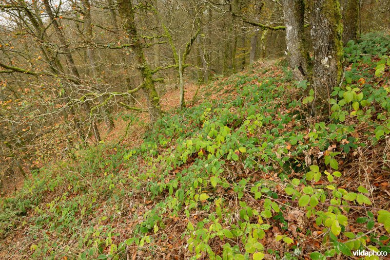 Vallei van de Ourthe