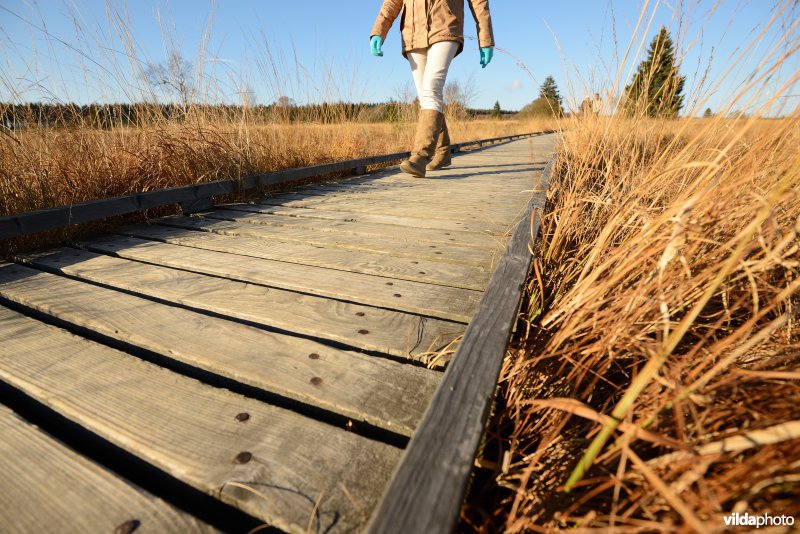 Wandelen in de Hoge Venen
