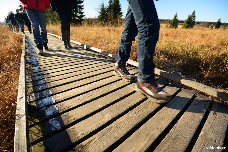 Wandelen in de Hoge Venen