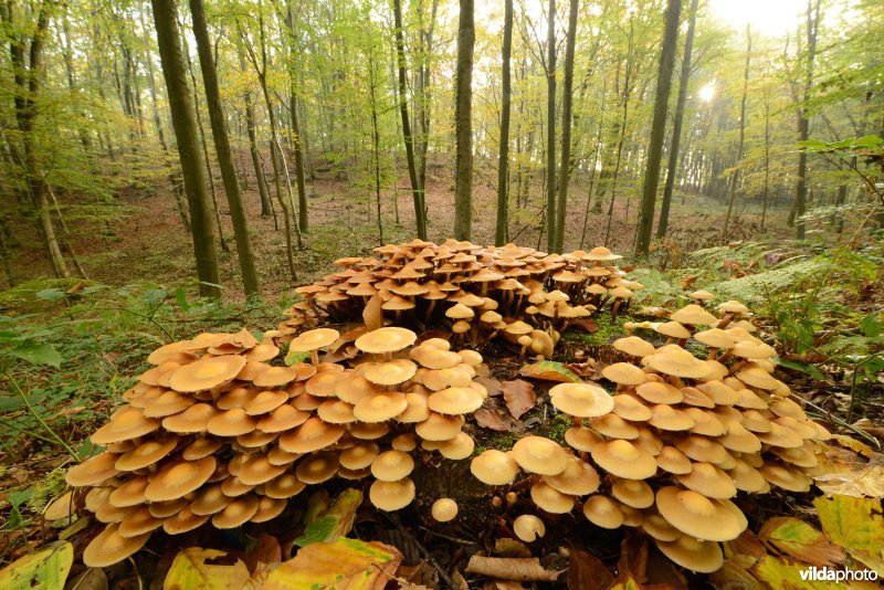 Hallerbos