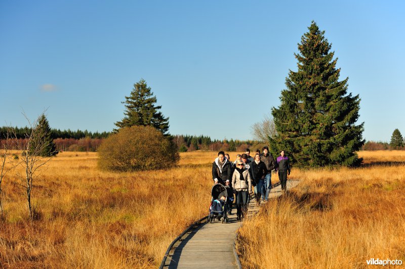 Wandelen in de Hoge Venen