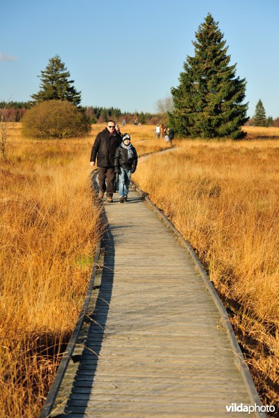 Wandelen in de Hoge Venen