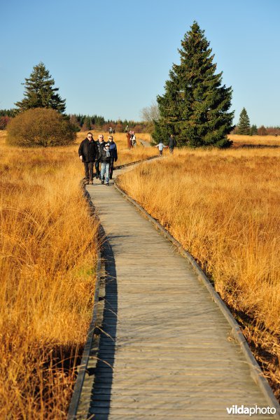 Wandelen in de Hoge Venen
