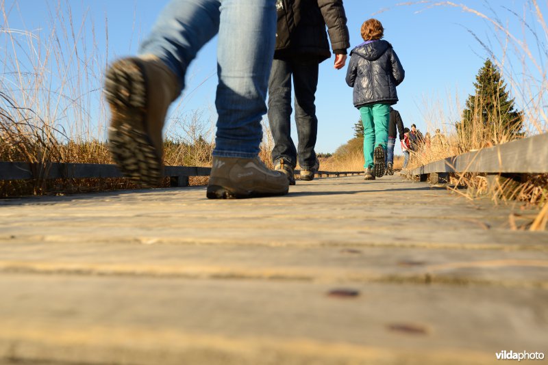 Wandelen in de Hoge Venen