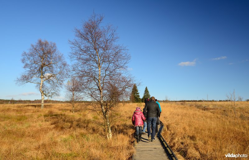 Wandelen in de Hoge Venen