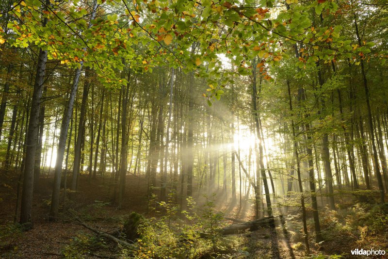 Hallerbos