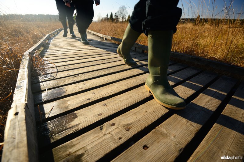 Wandelen in de Hoge Venen