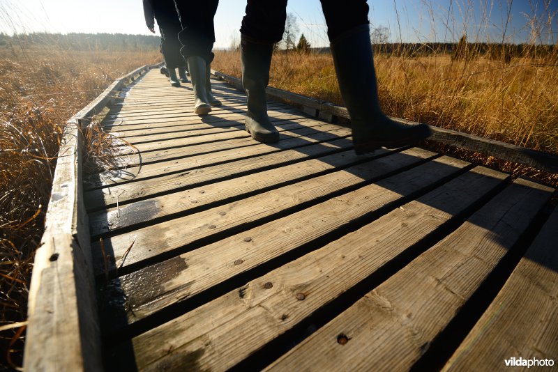 Wandelen in de Hoge Venen