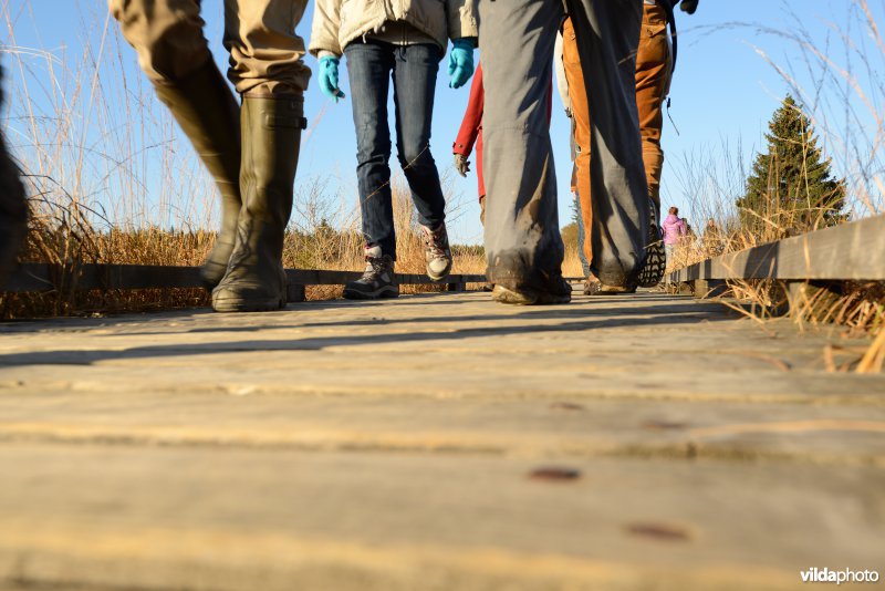 Wandelen in de Hoge Venen