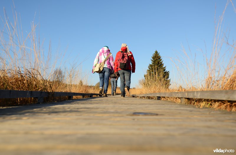 Wandelen in de Hoge Venen