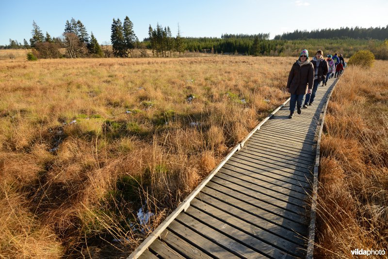 Wandelen in de Hoge Venen