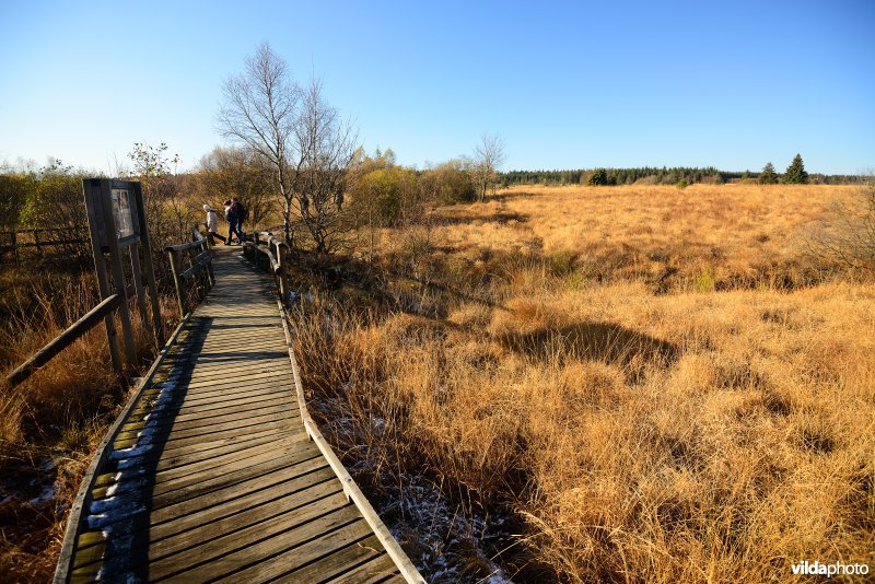 Wandelen in de Hoge Venen