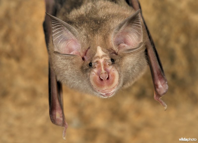 Portret van Blasius' hoefijzerneus
