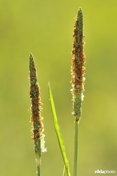 Geknikte vossestaart
