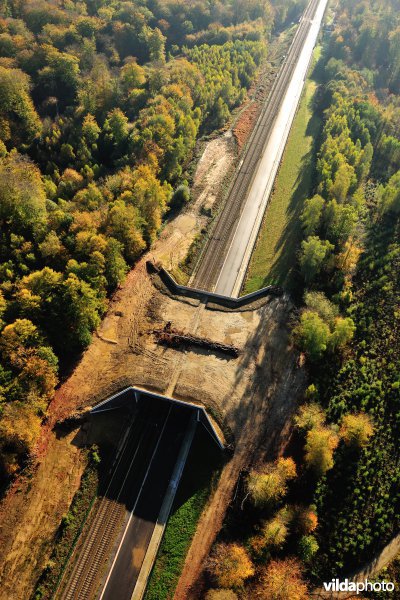 Ecoduct in het Zoniënbos over spoorweg