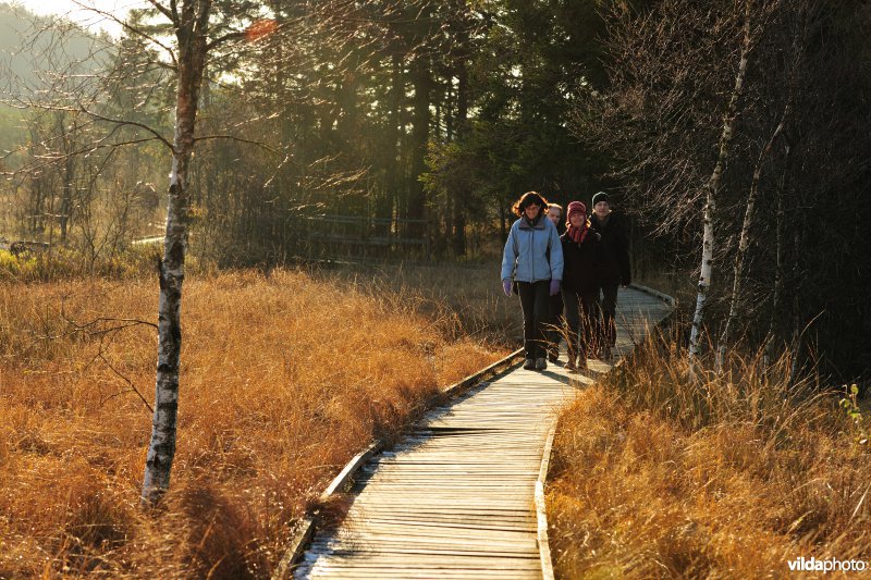 Wandelen in de Hoge Venen