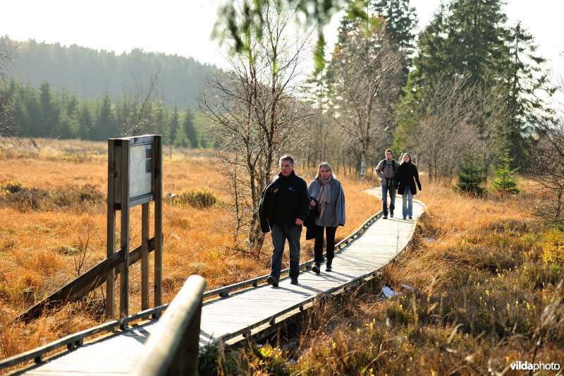 Wandelen in de Hoge Venen