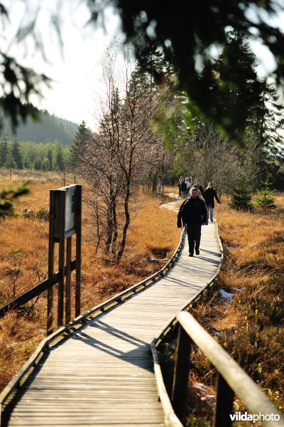 Wandelen in de Hoge Venen