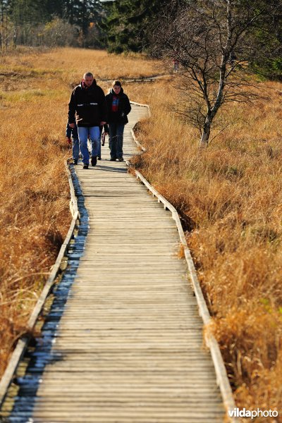Wandelen in de Hoge Venen