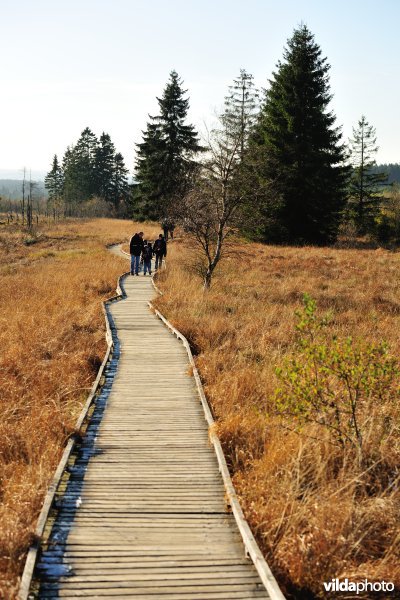 Wandelen in de Hoge Venen