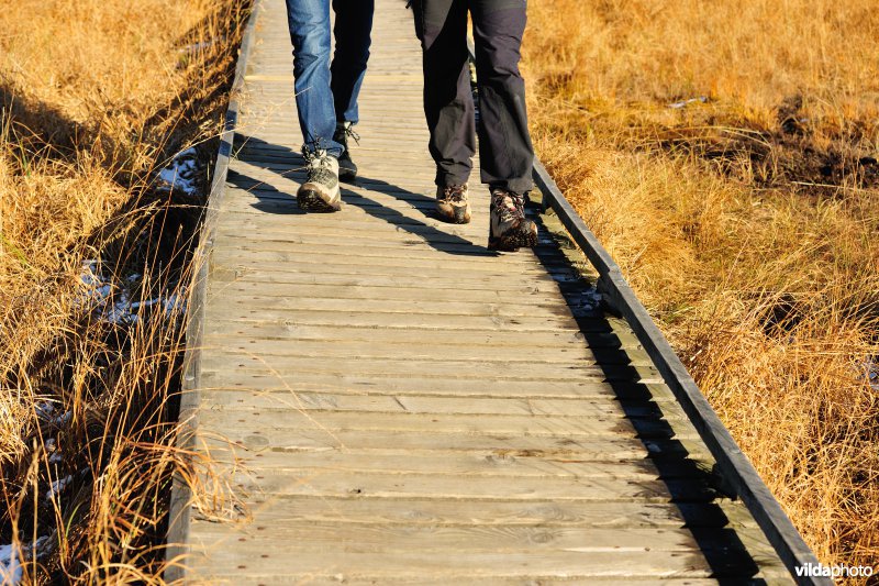 Wandelen in de Hoge Venen