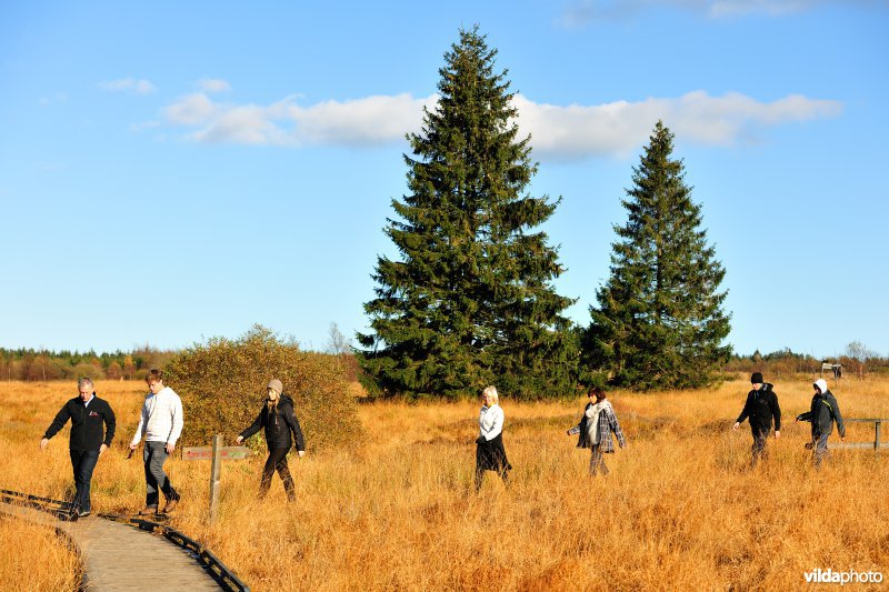 Wandelen in de Hoge Venen