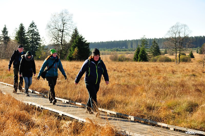 Wandelen in de Hoge Venen