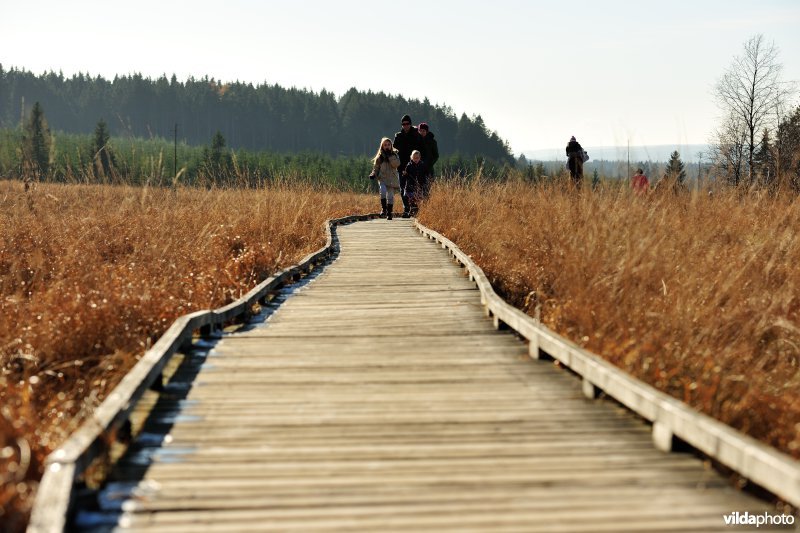 Wandelen in de Hoge Venen