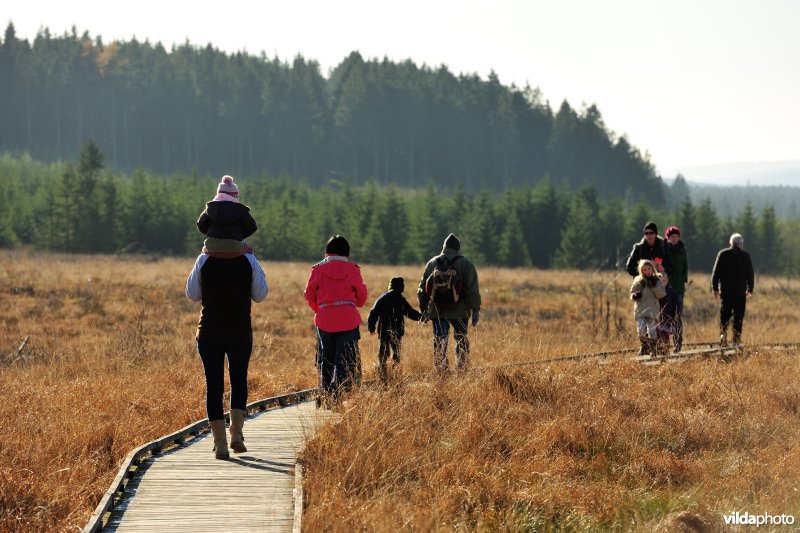 Wandelen in de Hoge Venen