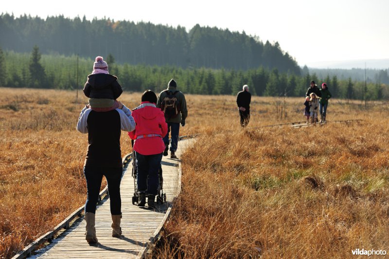 Wandelen in de Hoge Venen