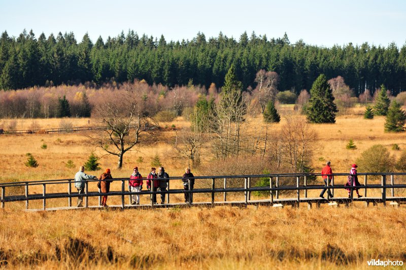 Wandelen in de Hoge Venen