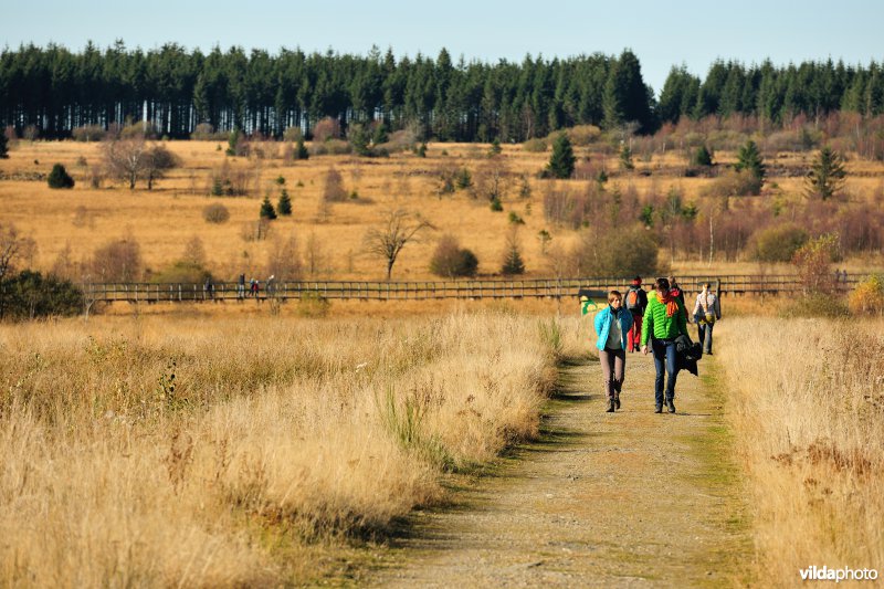 Wandelen in de Hoge Venen