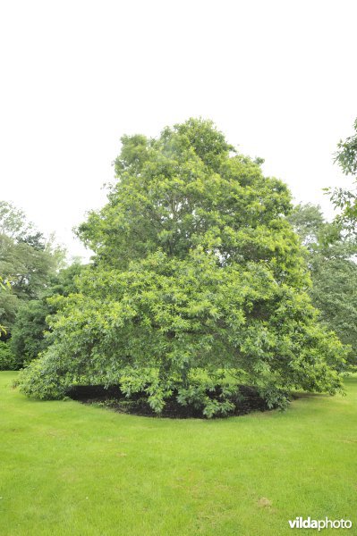 Quercus imbricaria
