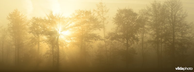 Domeinbos Kampveld