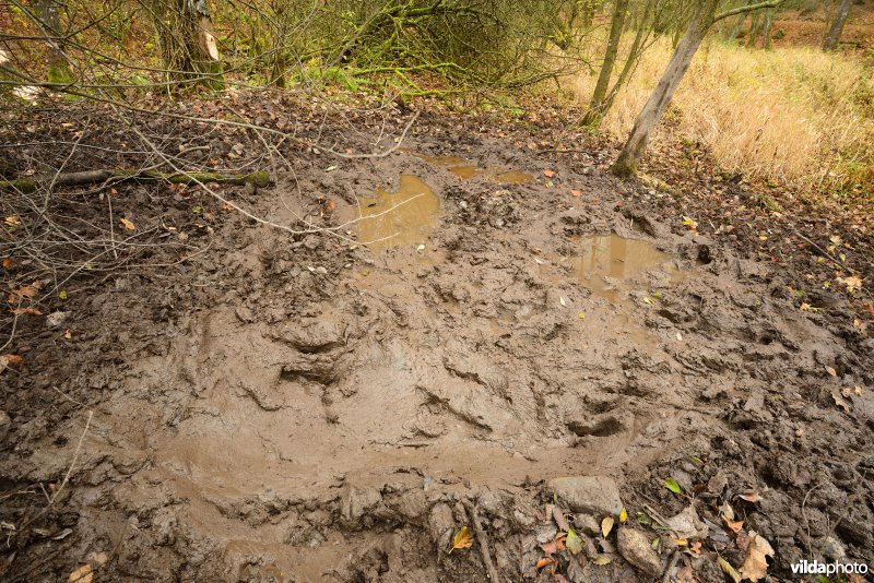 Zwoelplek van everzwijnen