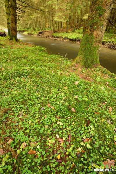 Vallei van de Ourthe