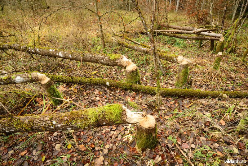 Vallei van de Ourthe